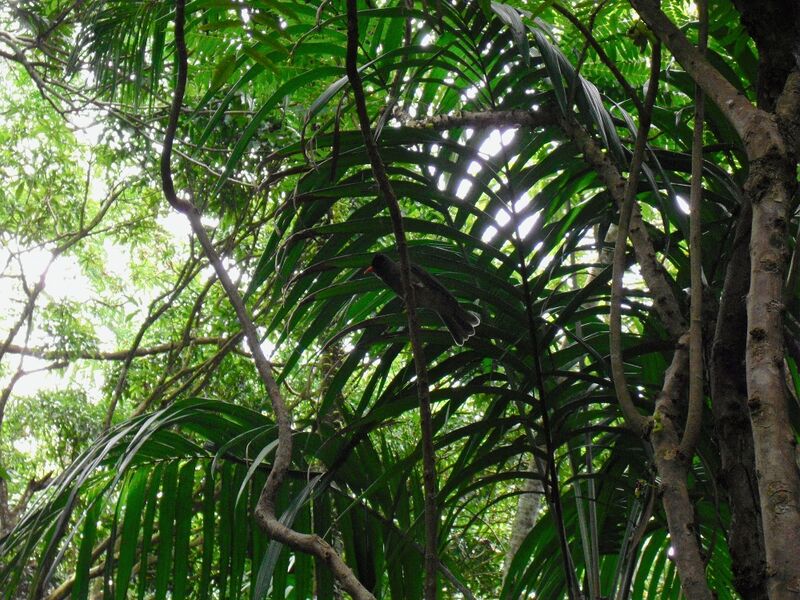 File:Hypsipetes crassirostris 01.jpg