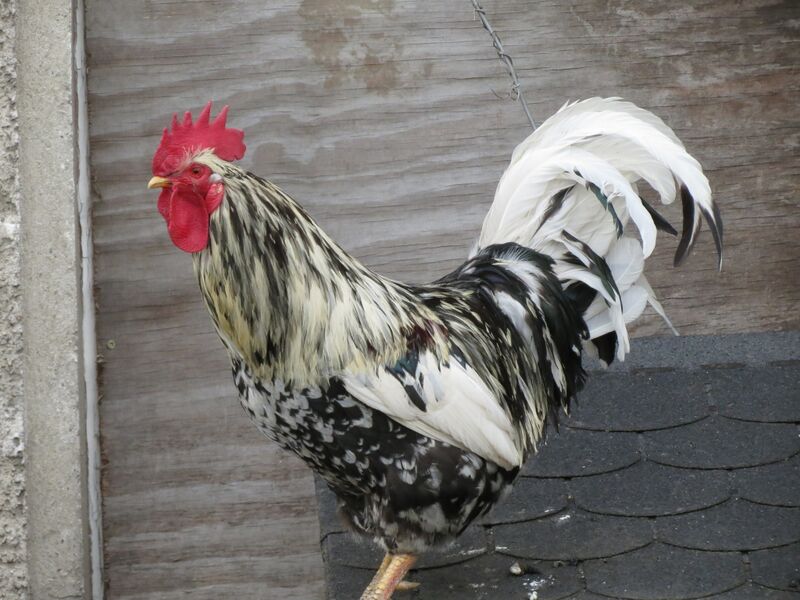 File:Gallus gallus 19.jpg