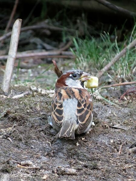 File:Passer domesticus 25.jpg