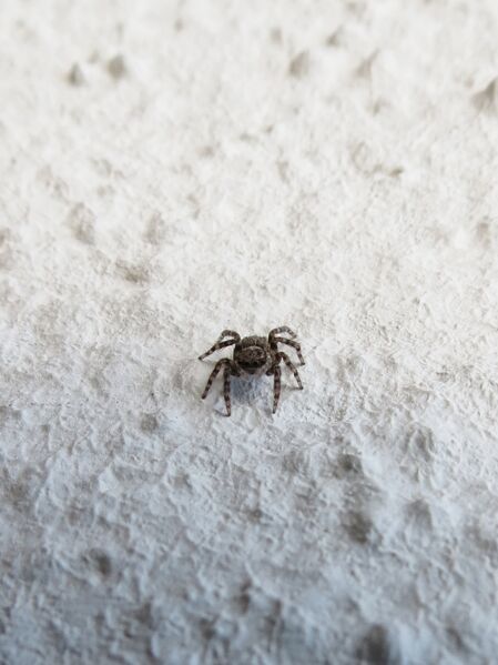 File:Pseudeuophrys lanigera 37.jpg