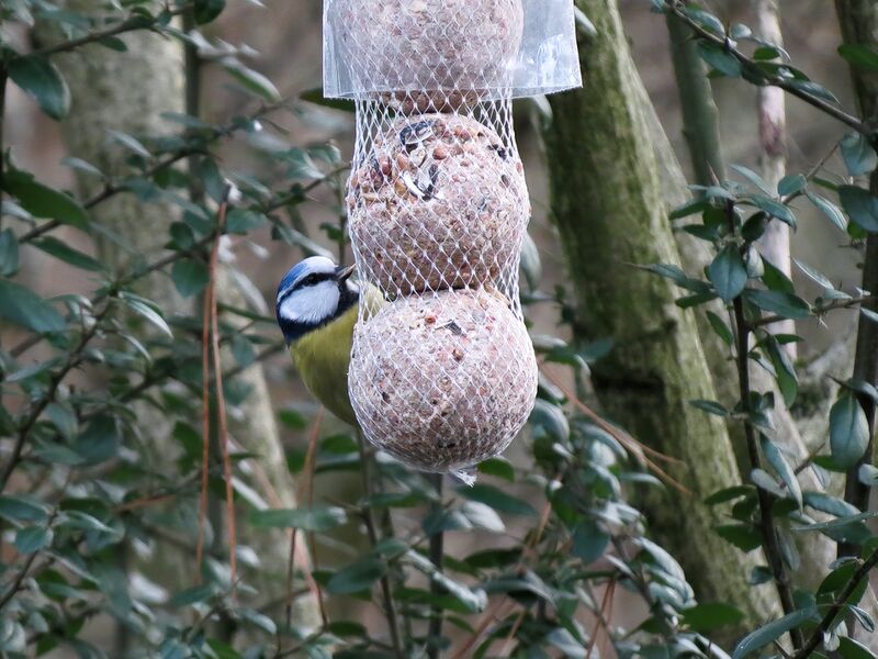 File:Cyanistes caeruleus 01.jpg