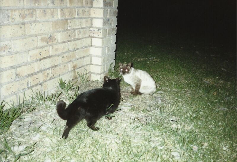 File:Felis catus 32.jpg