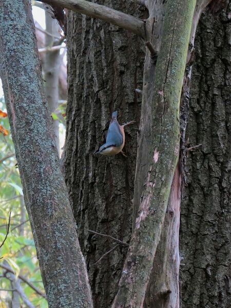 File:Sitta europaea 01.jpg