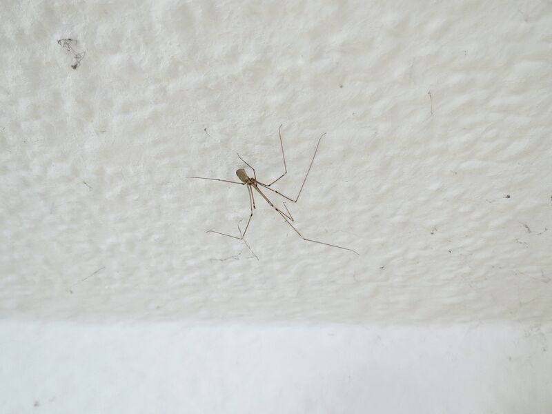 File:Pholcus phalangioides 02.jpg