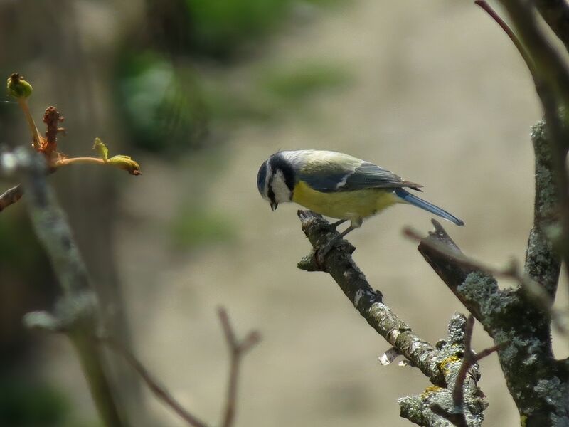 File:Cyanistes caeruleus 05.jpg