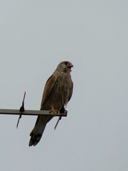 File:Falco tinnunculus 06.jpg