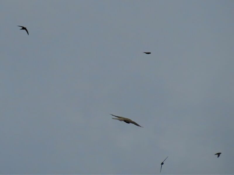 File:Falco tinnunculus 10.jpg