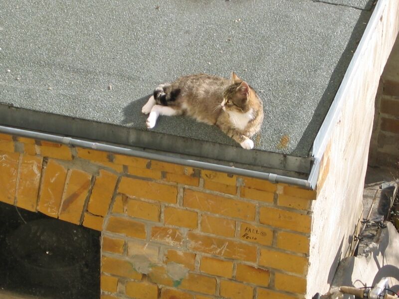 File:Felis catus 02.jpg