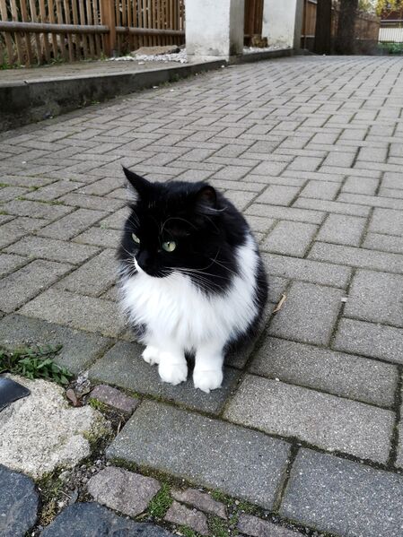 File:Felis catus 26.jpg