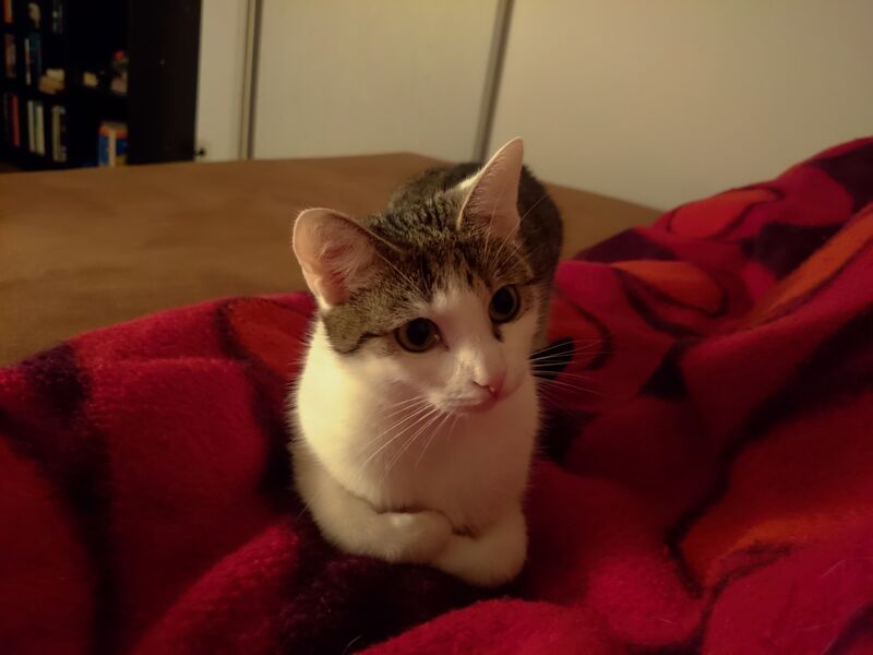 File:Felis catus 14.jpg