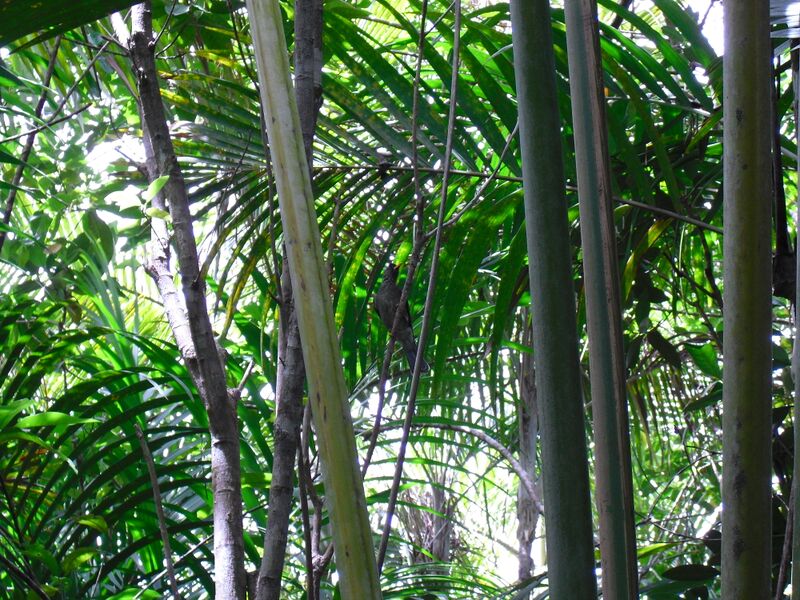 File:Hypsipetes crassirostris 02.jpg