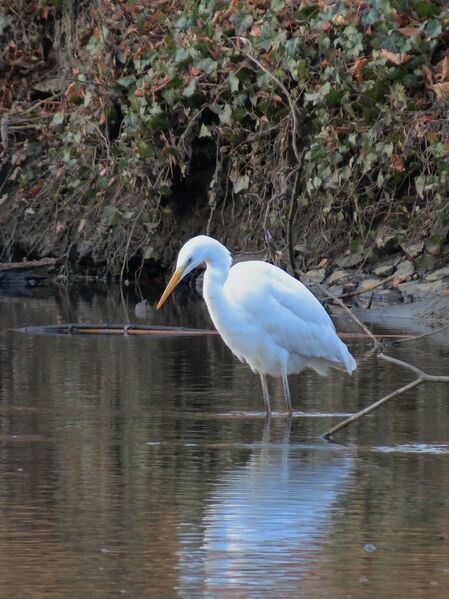 File:Ardea alba 01.jpg
