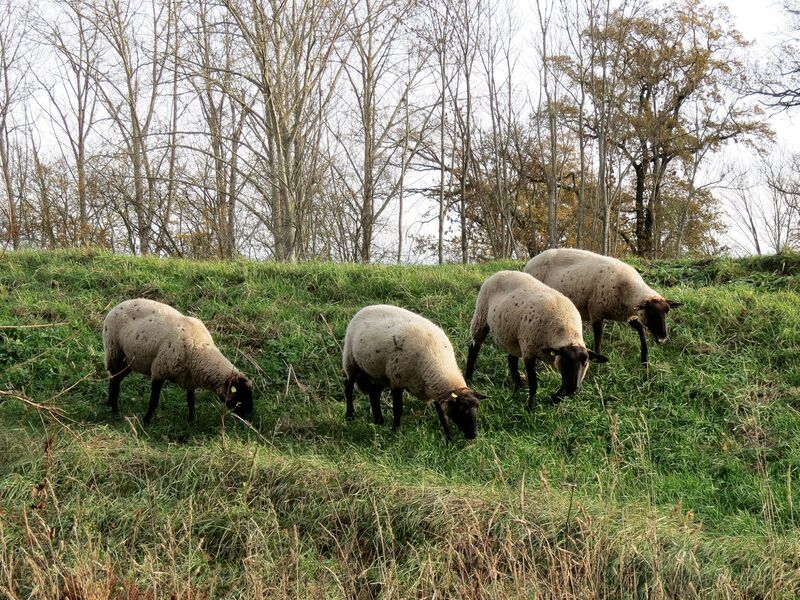 File:Ovis aries 09.jpg