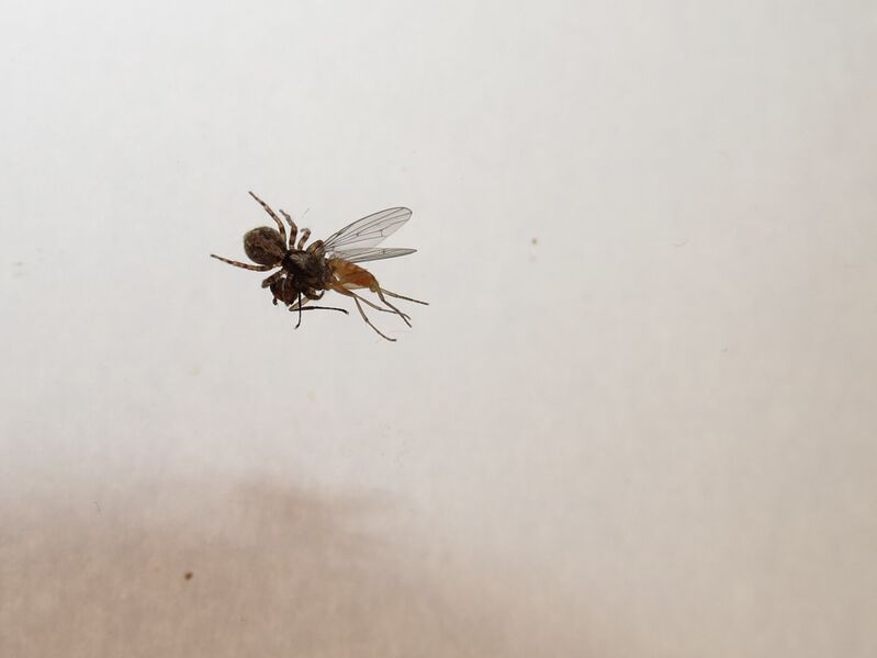 File:Pseudeuophrys lanigera 07.jpg