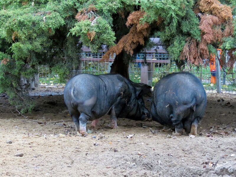 File:Sus scrofa 07.jpg