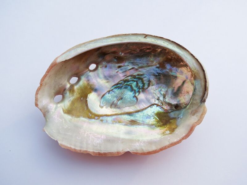 File:Haliotis rufescens 01.jpg