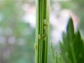 green on stem 02