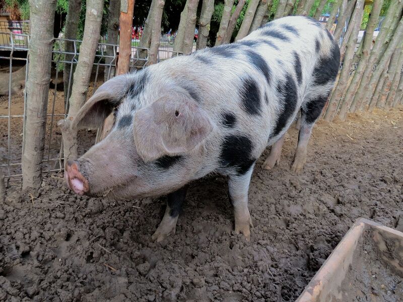 File:Sus scrofa 06.jpg