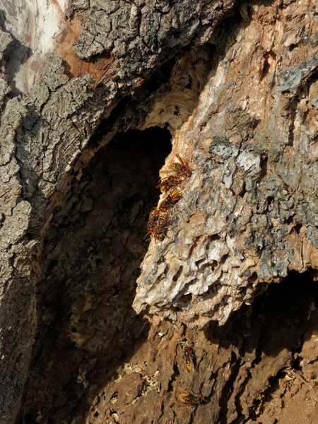 File:Vespa crabro 02.jpg