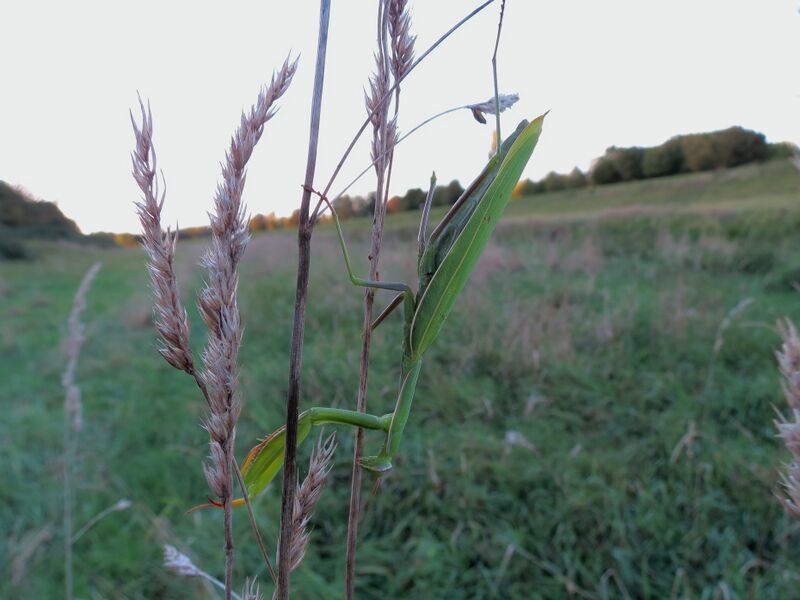 File:Mantis religiosa 10.jpg