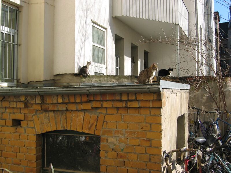 File:Felis catus 03.jpg