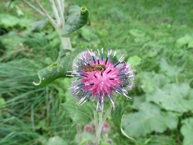File:Episyrphus balteatus 11.jpg