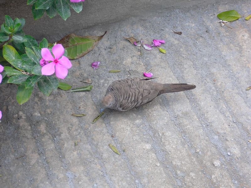 File:Geopelia striata 01.jpg