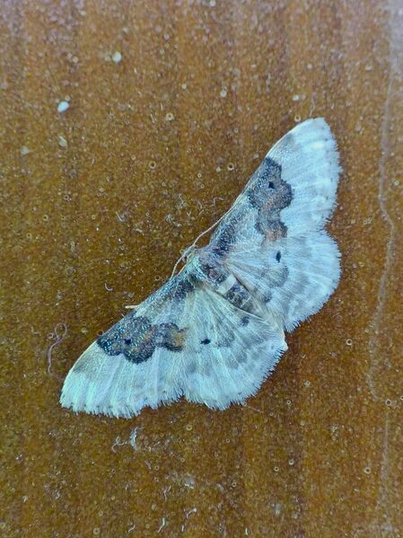 File:Idaea rusticata 01.jpg