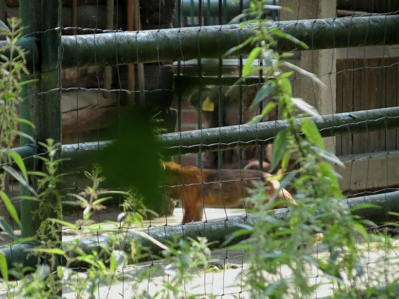File:Vulpes vulpes 03.jpg