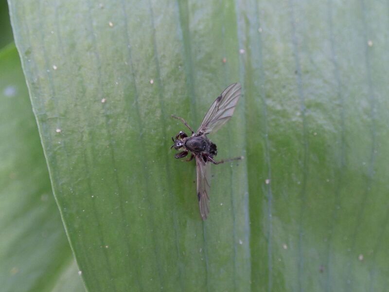 File:Aphidoidea 30.jpg