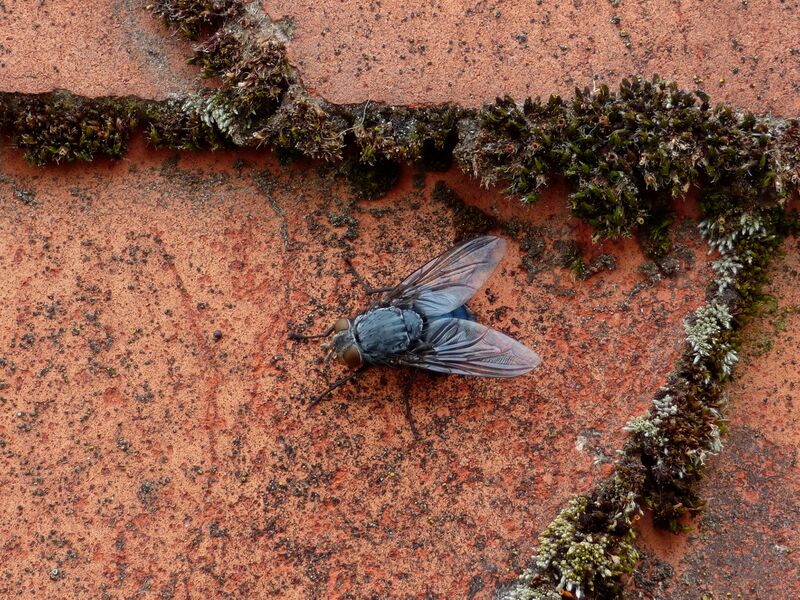 File:Calliphora vicina 01.jpg