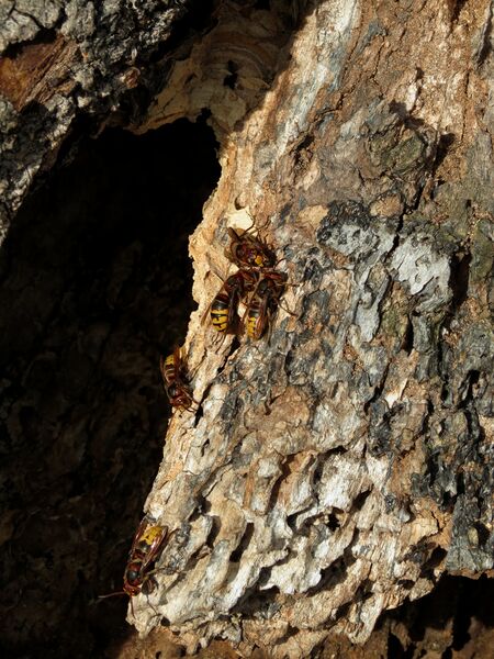 File:Vespa crabro 03.jpg
