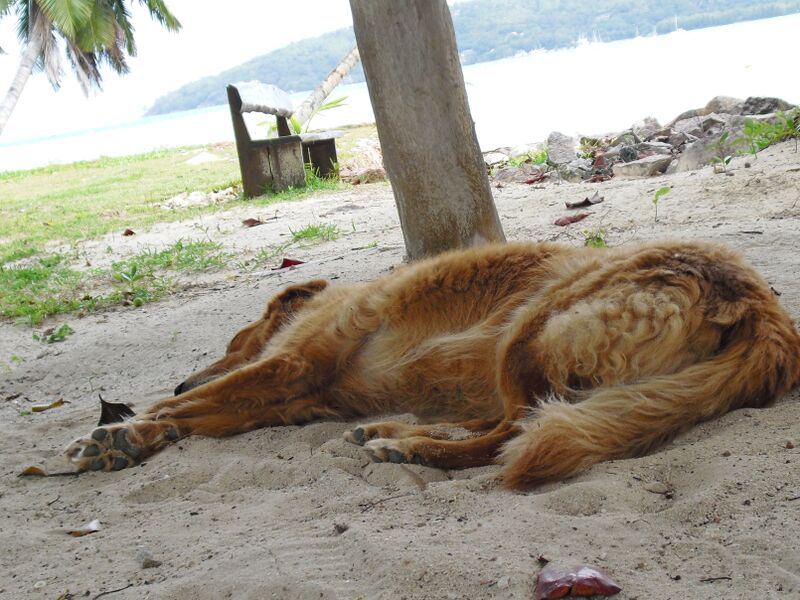 File:Canis familiaris 10.jpg
