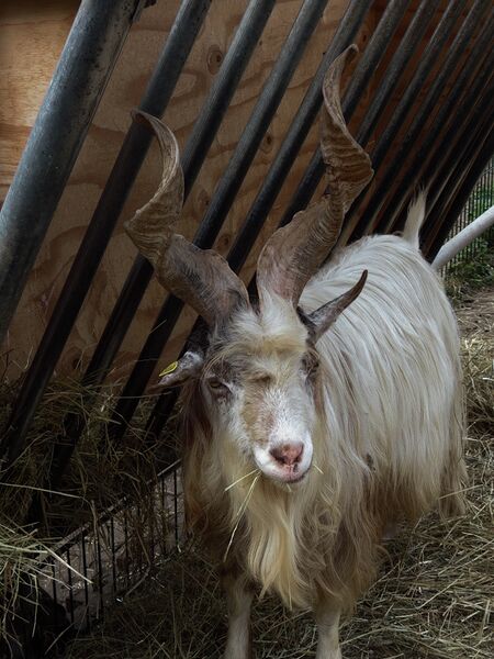 File:Capra hircus 16.jpg