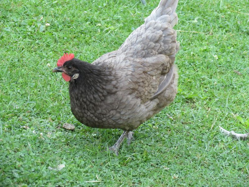 File:Gallus gallus 16.jpg