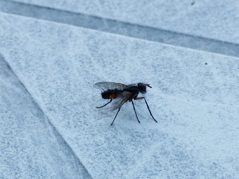 File:Mintho rufiventris 03.jpg