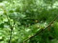 in tree 02