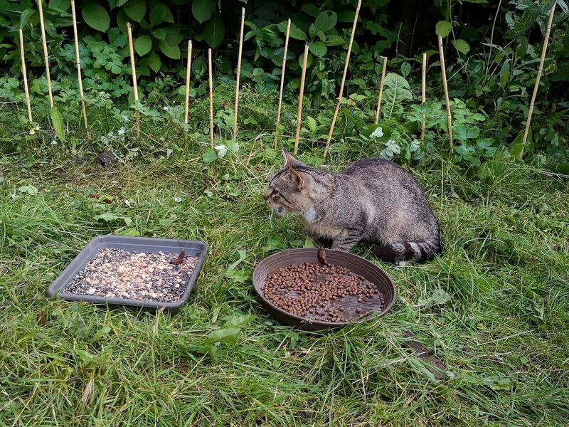 File:Felis catus 27.jpg