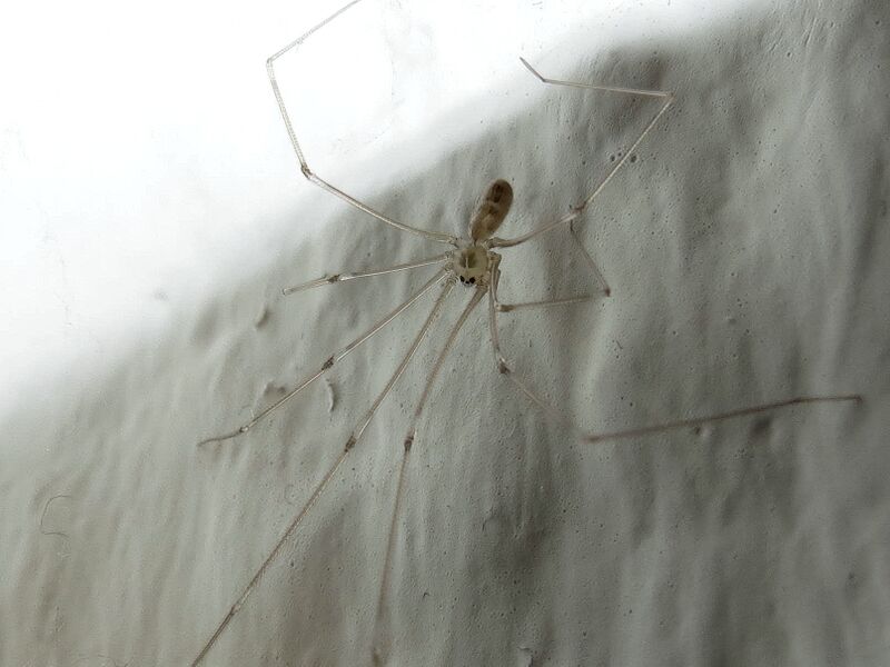 File:Pholcus phalangioides 14.jpg