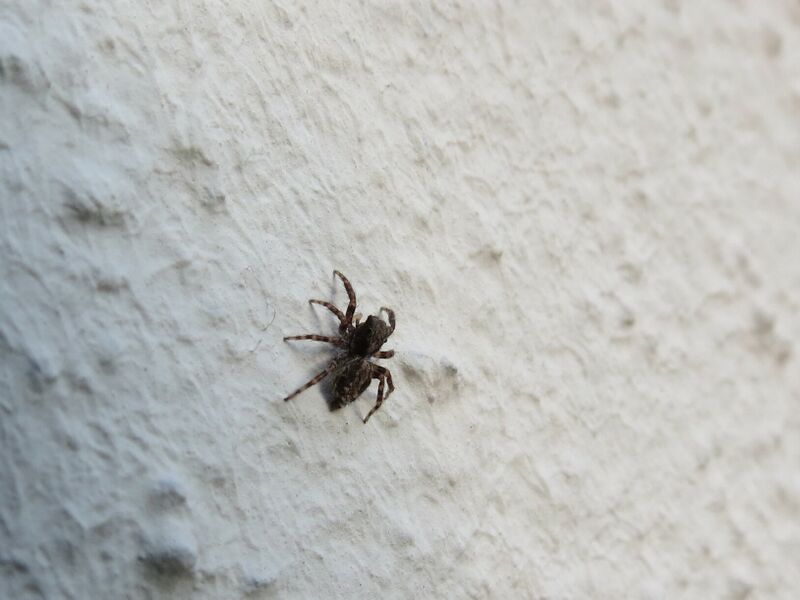 File:Pseudeuophrys lanigera 33.jpg