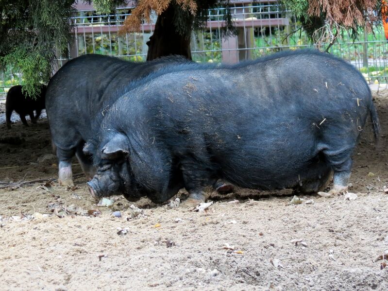 File:Sus scrofa 08.jpg