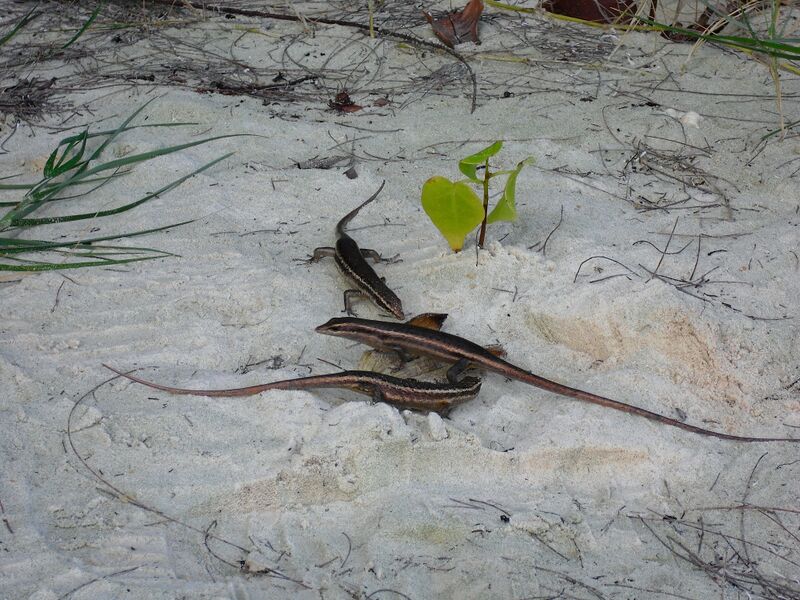 File:Trachylepis sechellensis 07.jpg