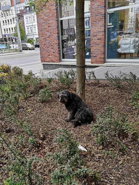 File:Canis familiaris 15.jpg