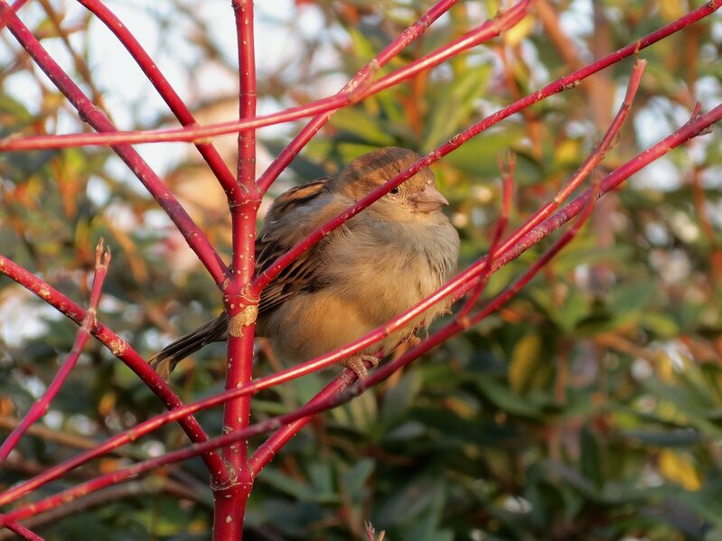 File:Passer domesticus 14.jpg