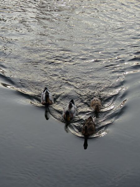 File:Anas platyrhynchos 10.jpg