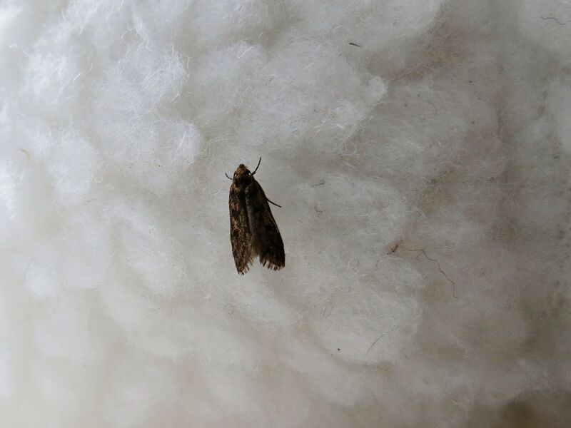 File:Hofmannophila pseudospretella 04.jpg