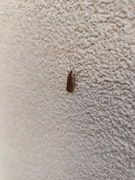 File:Anabolia nervosa 04.jpg