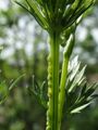green on stem 01