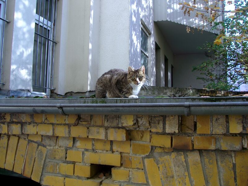 File:Felis catus 19.jpg