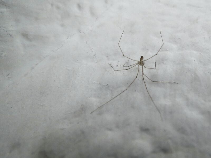 File:Pholcus phalangioides 13.jpg